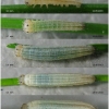 prot afra larva1 volg